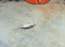 giphy-Sep-08-2021-12-11-22-04-PM